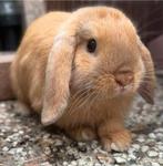 Knappe minilop rammetje van 14 weken mag verhuizen., Dieren en Toebehoren, Mannelijk, Dwerg
