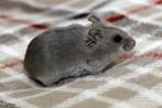 Dwerghamster dwerghamsters Chinees, Hamster, Meerdere dieren, Tam, September