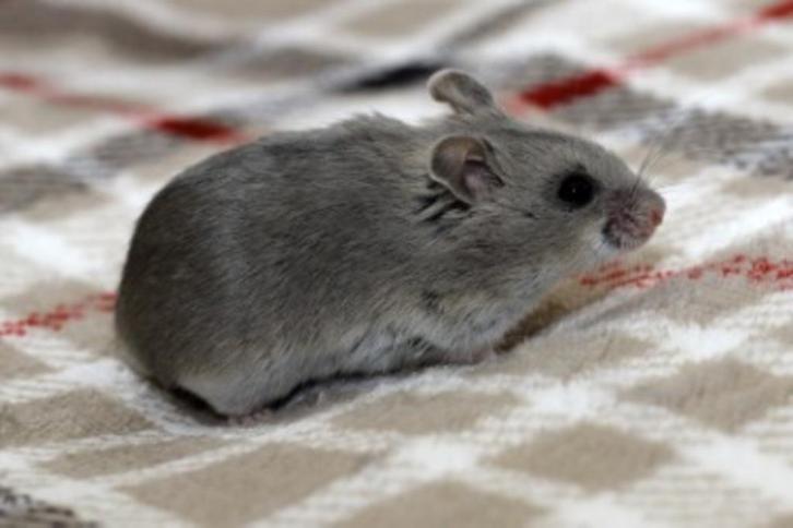 Dwerghamster dwerghamsters Chinees, Dieren en Toebehoren, Knaagdieren, Meerdere dieren, Hamster, September, Tam