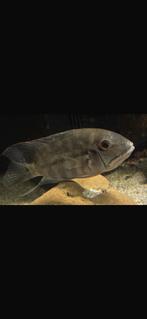Amazone cichliden maanvis heros hoplarchus, Dieren en Toebehoren, Vis