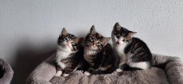 Lieve kittens beschikbaar voor biedingen