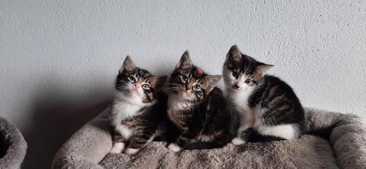 Lieve kittens, Dieren en Toebehoren, Katten en Kittens | Overige Katten, Meerdere dieren