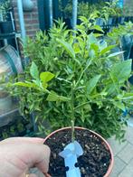 citrus YuzuMelo, Tuin en Terras, Verzenden, Lente