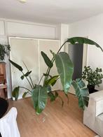 Strelitzia, Huis en Inrichting, Kamerplanten, Ophalen of Verzenden, Overige soorten, 150 tot 200 cm