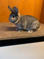 Tekoop klein chinchilla., Dieren en Toebehoren, Vrouwelijk, Dwerg