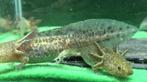 Axolotl Wildkleur, Dieren en Toebehoren, Reptielen en Amfibieën, 0 tot 2 jaar, Tam, Amfibie