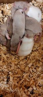 Mooie lieve tamme rittens man/vrouw, Dieren en Toebehoren, Knaagdieren, Rat, Meerdere dieren, Tam, September