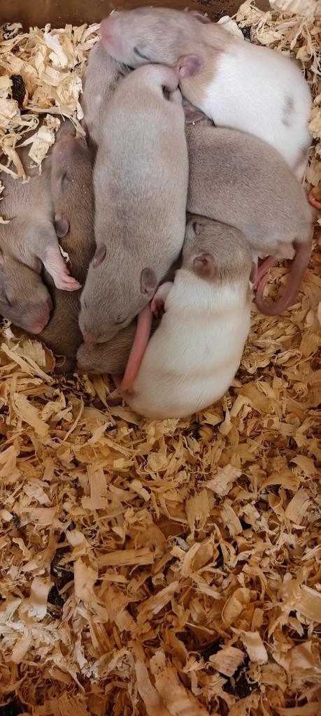 Mooie lieve tamme rittens man/vrouw, Dieren en Toebehoren, Knaagdieren, Meerdere dieren, Rat, September, Tam