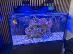 Red Sea Nano XXL met levende haven, Dieren en Toebehoren, Ophalen, Zo goed als nieuw, Gevuld zeewateraquarium