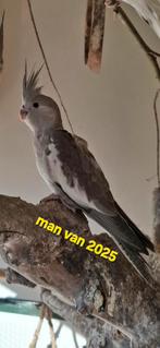Te koop Valkparkiet man van 2025, Dieren en Toebehoren, Vogels | Parkieten en Papegaaien, Mannelijk, Parkiet