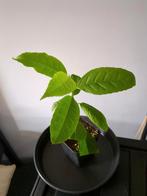 Guayusa stekje, Verzenden, Overige soorten, Volle zon