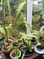 Koningin van de nacht (raat ki rani ) planten 7,50 en 10 eur, Ophalen of Verzenden, Overige soorten, Minder dan 100 cm