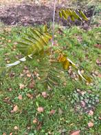 Jonge Lijsterbes boom, Tuin en Terras, Planten | Bomen, Overige soorten, Lente, 100 tot 250 cm, Ophalen