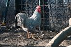 amrock haan, Dieren en Toebehoren, Mannelijk, Kip