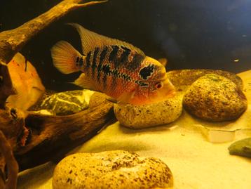Flowerhorn waarschijnlijk een vrouwtje  beschikbaar voor biedingen