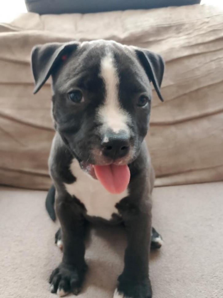 Amerikaanse bully pitbull puppys, Dieren en Toebehoren, Honden | Bulldogs, Pinschers en Molossers, Meerdere dieren, Overige rassen