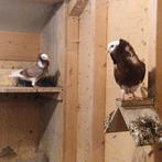 Kapucijner duiven, Dieren en Toebehoren, Meerdere dieren