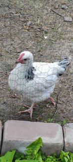 Sussex haan gratis, Dieren en Toebehoren, Pluimvee