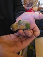 Agapornis, Dieren en Toebehoren, Geslacht onbekend, Tam