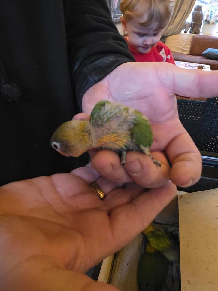 Agapornis, Dieren en Toebehoren, Vogels | Overige Vogels, Geslacht onbekend, Tam