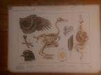 schoolplaat: bijplaten Vogels in de Winter / in de Noordzee, Antiek en Kunst, Antiek | Schoolplaten, Natuur en Biologie, Ophalen