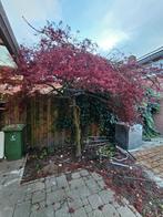 Acer Palmatum | Japanse esdoorn | 30-35, Tuin en Terras, Ophalen, Bloeit niet, Halfschaduw, Overige soorten