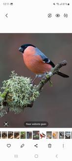 Noorse goudvink man, Mannelijk, Bastaard