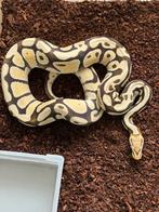 1.0 Pastel Yellow Belly Desert Ghost koningspython, Dieren en Toebehoren, Reptielen en Amfibieën, Slang, Tam, 3 tot 6 jaar