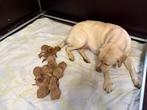 Verwacht mooie labrador redfoxs pups met stamboom, Parvo, 8 tot 15 weken, Labrador retriever, Meerdere