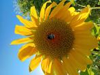 zonnebloem zaden mix, Ophalen of Verzenden, Volle zon