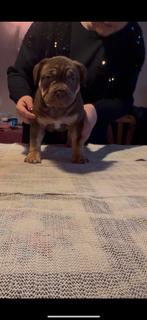 American Bully XL, Dieren en Toebehoren, September, Vrouwelijk