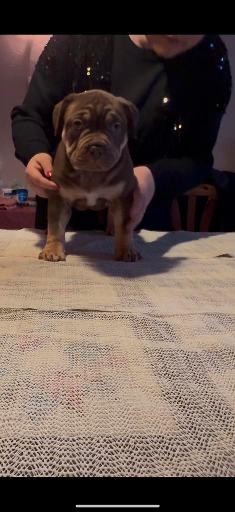 American Bully XL, Dieren en Toebehoren, Overige Dieren, Vrouwelijk, September