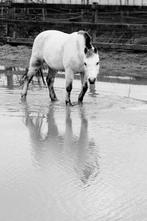 Lieve verzorg pony zoekt, kleine ruiter., Ophalen