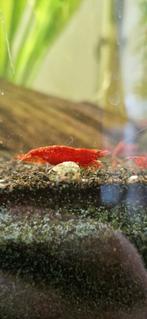 Bloody Mary garnaal (Neocaridina), Kreeft, Krab of Garnaal