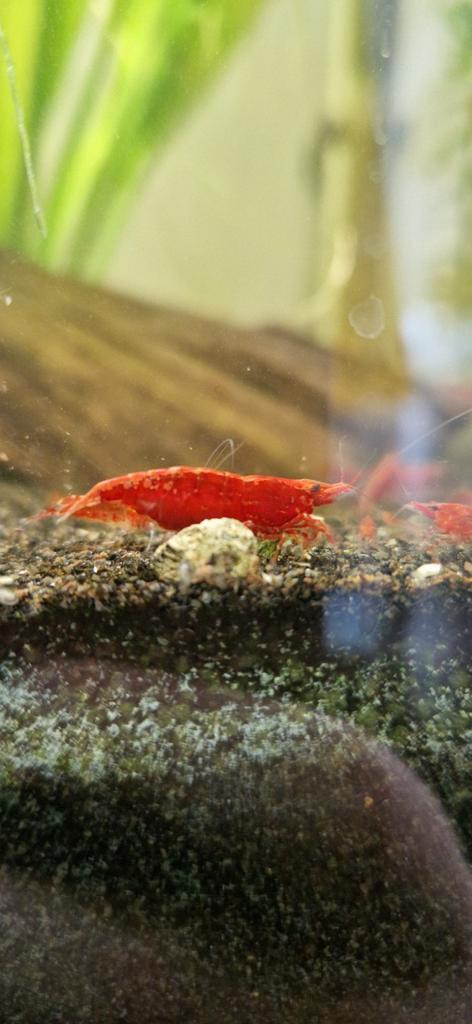 Bloody Mary garnaal (Neocaridina), Dieren en Toebehoren, Vissen | Aquariumvissen, Kreeft, Krab of Garnaal