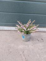 Erica darleyensis 'Ghost Hills', Ophalen, Volle zon, Winter, Groenteplanten
