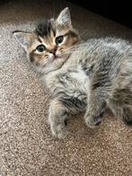 Lieve britse korthaar katertje te koop, Kater