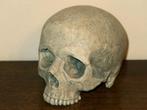 realistische REPLICA Schedel mens, Skull anatomie BUDGET #15, Ophalen of Verzenden, Nieuw, Toneelattributen of Onderdelen