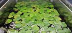 Amazone kikkerbeet (Amazon frogbit), Dieren en Toebehoren, Vissen | Aquaria en Toebehoren, Ophalen of Verzenden, Nieuw, Plant(en), Steen of Hout