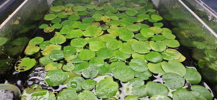 Amazone kikkerbeet (Amazon frogbit), Dieren en Toebehoren, Vissen | Aquaria en Toebehoren, Nieuw, Plant(en), Steen of Hout, Ophalen of Verzenden