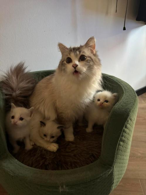 3 mooie Ragdoll kittens te koop! Mogen bijna weg, Dieren en Toebehoren, Katten en Kittens | Dekkaters