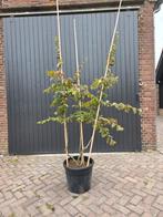 Meerstammige parrotia persica 160/180 hoogte, Tuin en Terras, Planten | Bomen, 100 tot 250 cm, Volle zon, In pot, Overige soorten