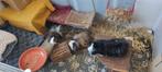 3 Cavia's en toebehoren, Dieren en Toebehoren, Mannelijk, Cavia, Na 1 juli 2024, Tam