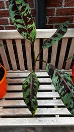 Musa acumintha Zebrina, Ophalen, Zomer, Overige soorten, Volle zon