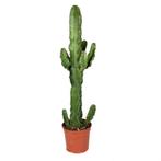 Euphorbia erytrea groen, Cactus, Minder dan 100 cm, Verzenden