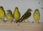 Koppel Mozambiquesijzen van 24, Dieren en Toebehoren, Vogels | Overige Vogels, Meerdere dieren