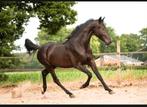 Super bewegende 3 jarige ruin!, Dieren en Toebehoren, Paarden, Ruin, 3 tot 6 jaar