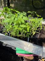 Biologische tomaten plantjes, Tuin en Terras, Planten | Tuinplanten, Ophalen, Volle zon, Groenteplanten, Eenjarig