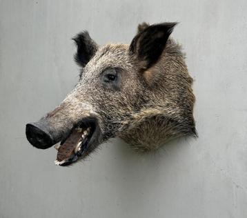 Mooie grote kop van wild everzwijn - taxidermie  beschikbaar voor biedingen