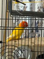 Ik zoek een mannetje voor deze agapornis, Dieren en Toebehoren, Vogels | Kanaries, Mannelijk